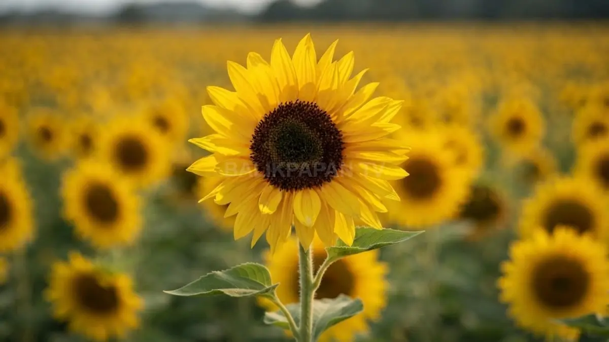 Perawatan tubuh berbahan sunflower oil dapat membantu menjaga kelembapan sekaligus mendukung fungsi skin barrier (BTV/Ai)