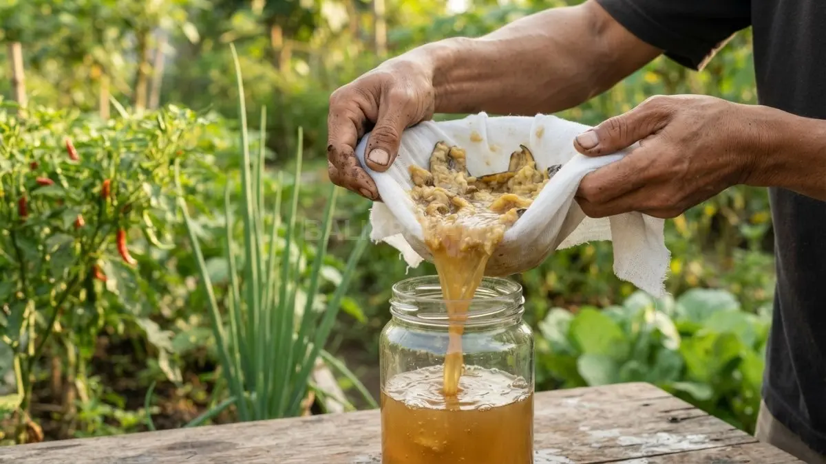 Cairan hasil fermentasi disaring halus, sementara sisa ampasnya dimanfaatkan menjadi bahan kompos ramah lingkungan. (BTV/Ai)