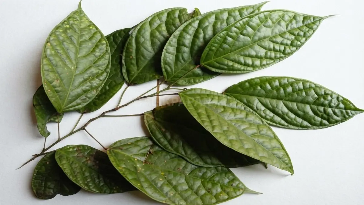 Daun sengkubak dimanfaatkan masyarakat sebagai penyedap alami dalam berbagai masakan tradisional Kalimantan Timur. (BTV/AI)