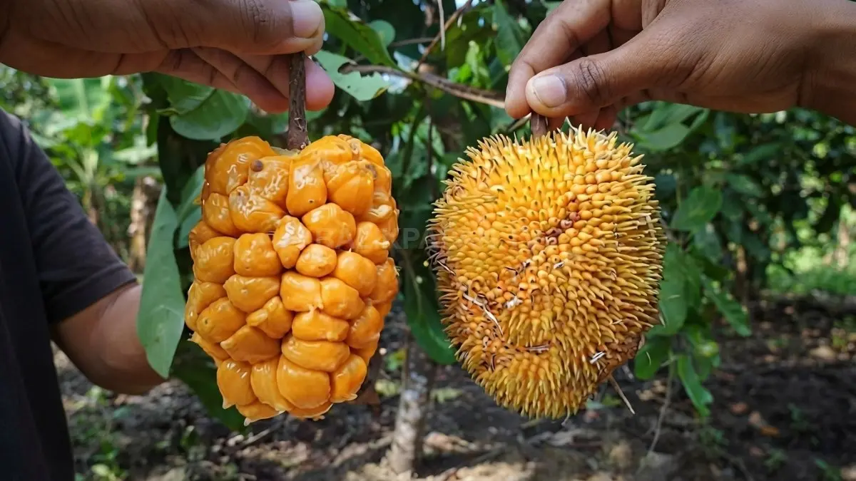 Buah keledang muda dipotong sebagai bahan utama sayur tradisional khas masyarakat Kalimantan. (BTV/AI)