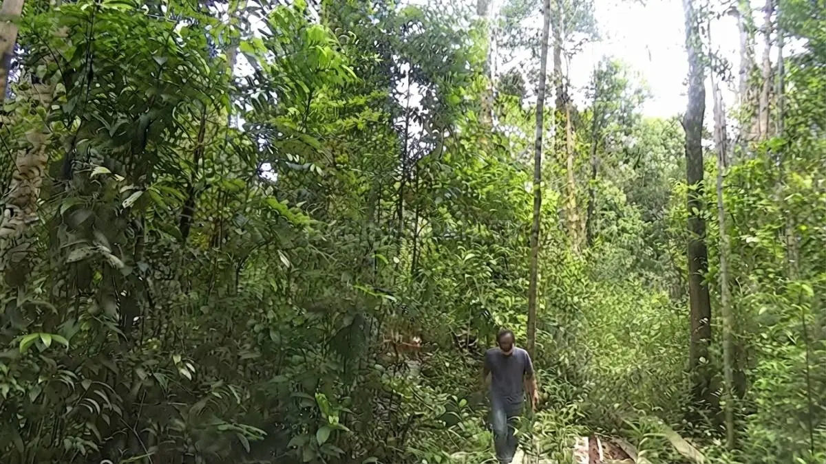 Ilustrasi Hutan Agatis menghadirkan pepohonan tinggi dan suasana alami pedalaman Kalimantan Utara. (Sumber: YouTube Borneo Explore)
