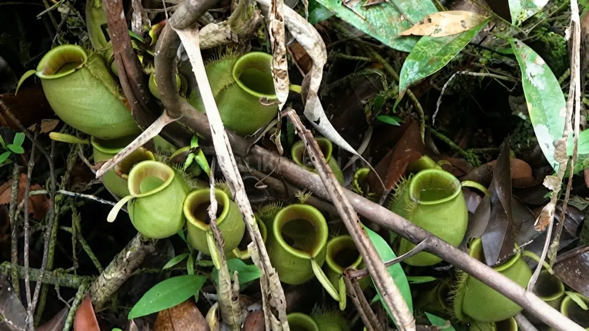 Ilustrasi kantong semar tumbuh alami di hutan, menjadi daya tarik flora khas pedalaman Kalimantan Utara. (Sumber: YouTube Borneo Explore)