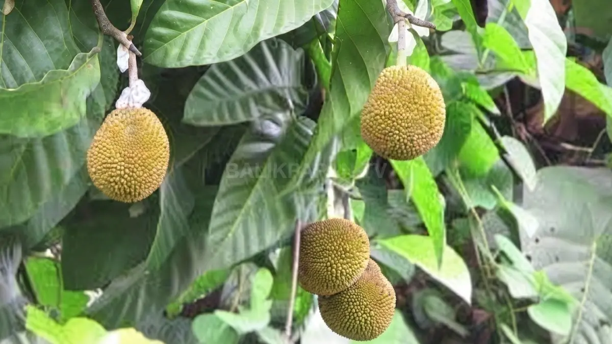 Pohon keledang tumbuh alami di hutan tropis Kalimantan sebagai salah satu sumber pangan lokal. (BTV/AI)