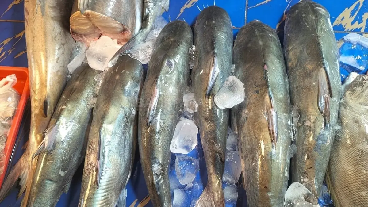Ikan baung segar dari Sungai Mahakam menjadi bahan utama hidangan tradisional bercita rasa gurih dan lembut. (BTV/AI)