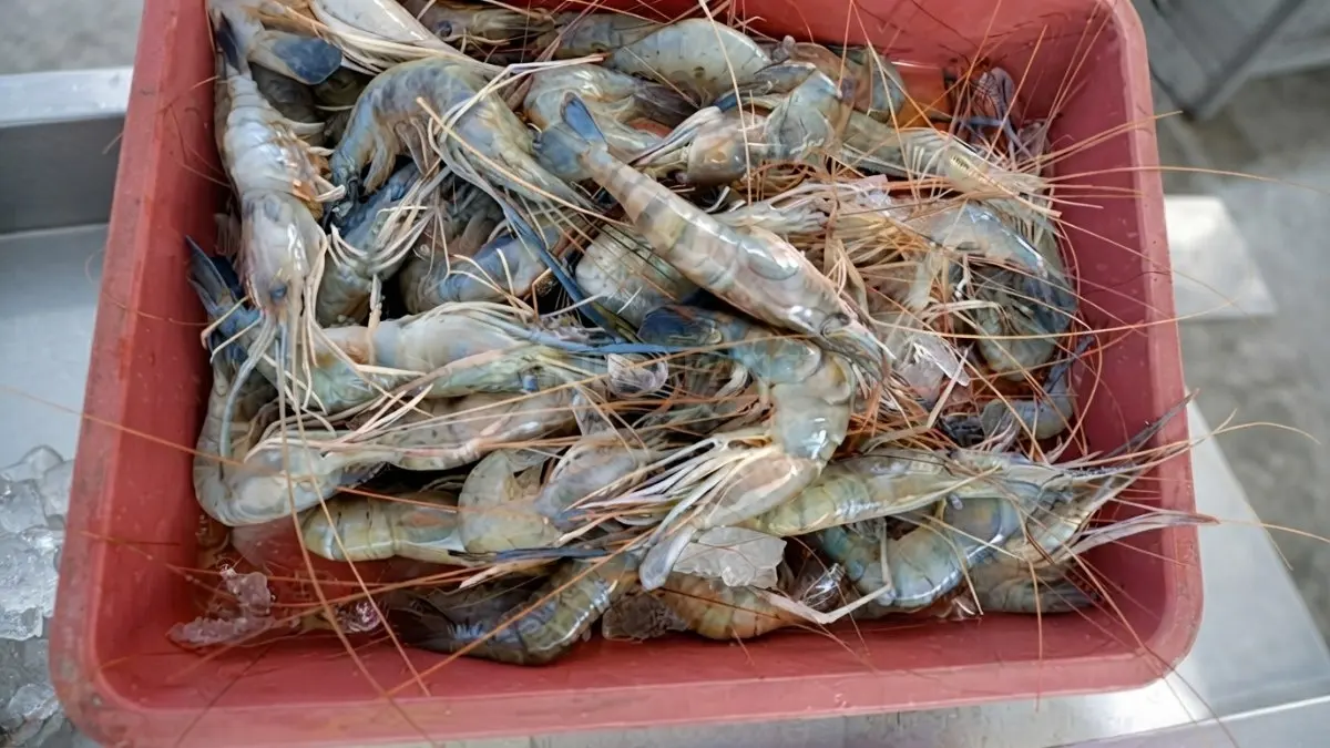 Nelayan Sungai Mahakam membawa hasil tangkapan udang air tawar yang menjadi kekayaan kuliner Kalimantan Timur lokal (BTV/AI)