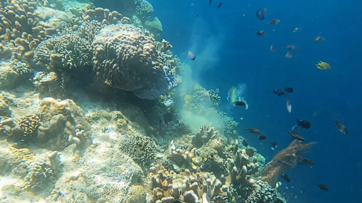 Pulau Kakaban menawarkan snorkeling dan pengalaman bertemu ubur-ubur tidak menyengat di danau purba. (Sumber: YouTube Bang Jago)