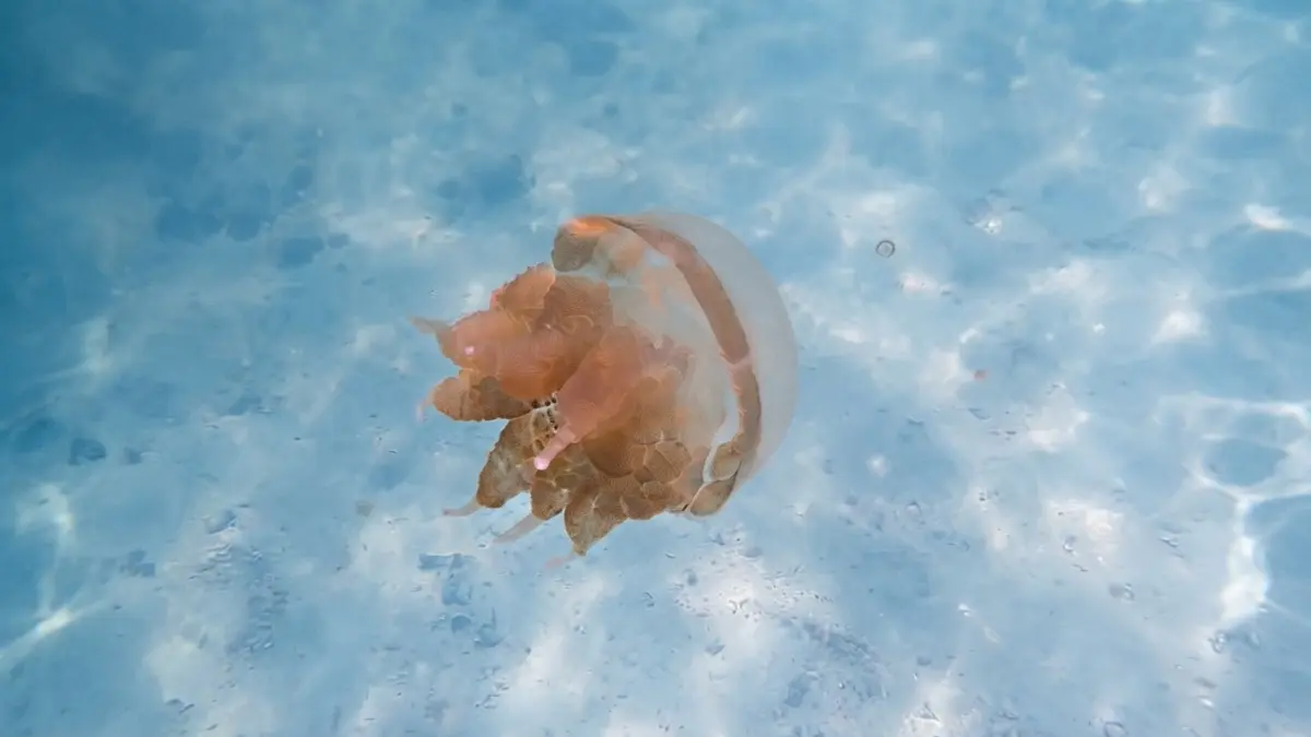 Pulau Kakaban menawarkan snorkeling dan pengalaman bertemu ubur-ubur tidak menyengat di danau purba. (Sumber: YouTube Bang Jago)