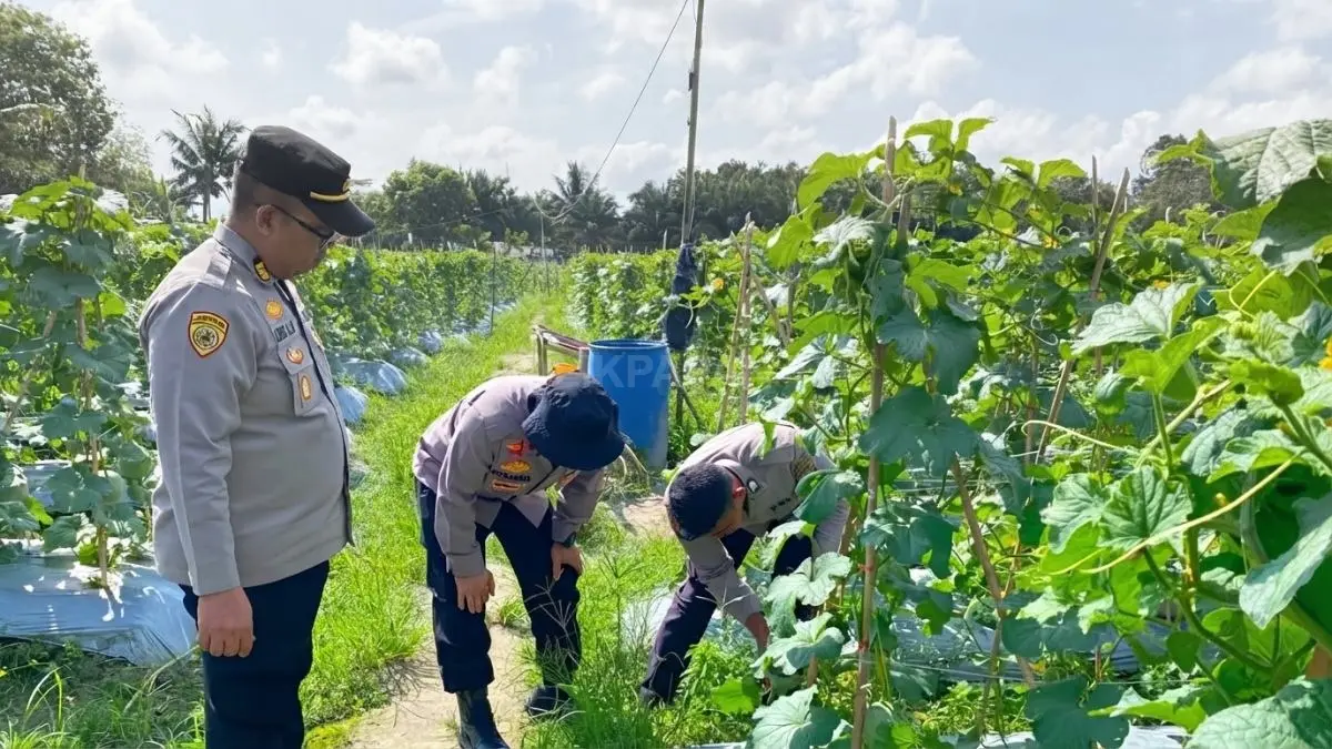 Jajaran Polres Penajam Paser Utara meninjau budidaya melon di lahan Pekarangan Pangan Lestari sebagai persiapan panen raya yang dijadwalkan berlangsung pada akhir Agustus 2026. (BTV/AI)