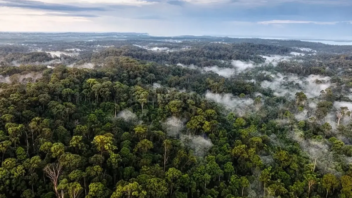 Hutan Lindung Sungai Wain Balikpapan menyimpan pohon besar dan keanekaragaman hayati khas Kalimantan Timur. (BTV/AI)