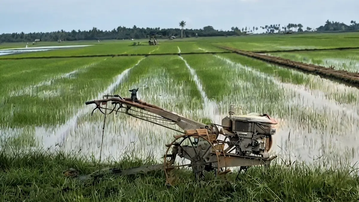 Panen MT2 di Babulu mencapai 700 hektar, sementara petani bersiap memasuki MT1 2026/2027. (Sumber: YouTube Balikpapan TV)