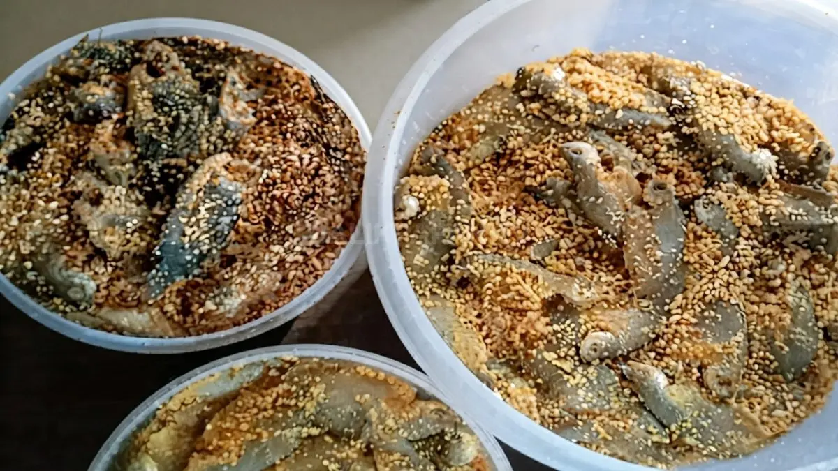 Wadi ikan fermentasi khas Kalimantan disajikan sebagai lauk tradisional dengan nasi dan sambal. (BTV/AI)