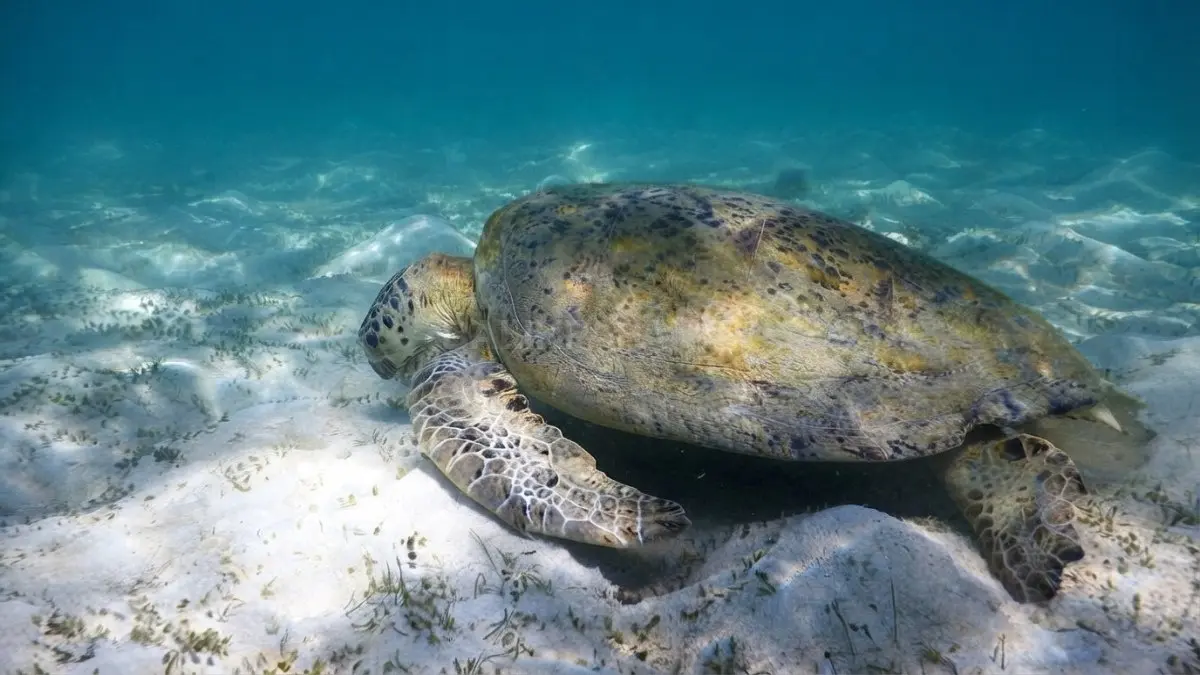Penyu hijau di habitat pesisir Balikukup, Berau, Kalimantan Timur.