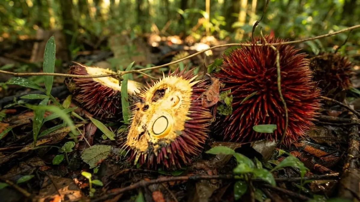 Buah lahung berkulit merah menjadi salah satu kekayaan pangan unik dari hutan Kalimantan. (BTV/AI)