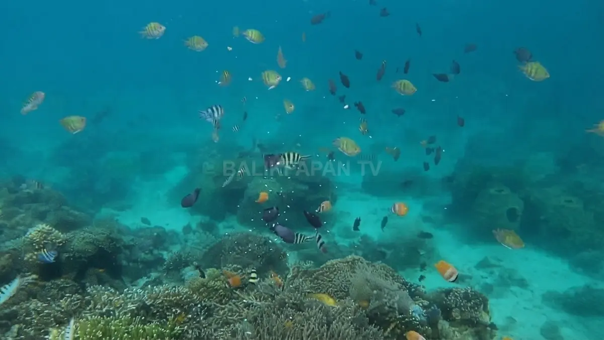Aktivitas snorkeling di sekitar Pulau Derawan memperlihatkan keindahan terumbu karang dan kehidupan ikan.