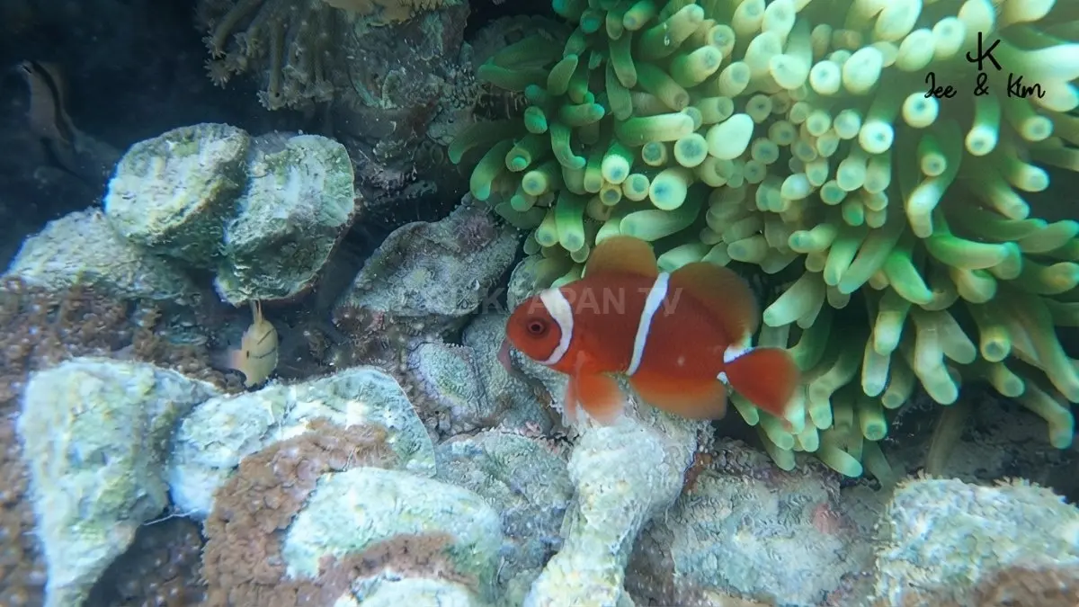 Ikan Nemo berenang di habitat anemon laut dalam perairan jernih Laguna Kehe Daing Kakaban.