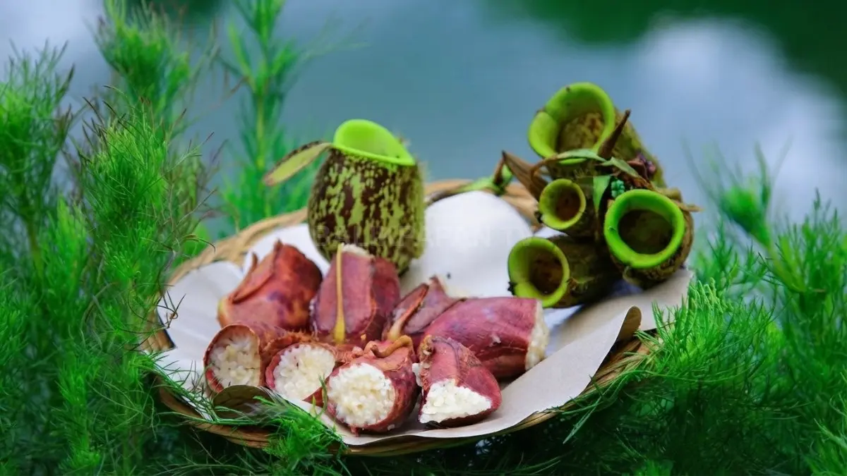 Kantong semar sebagai wadah alami untuk memasak ketan dalam tradisi kuliner masyarakat. (BTV/AI)