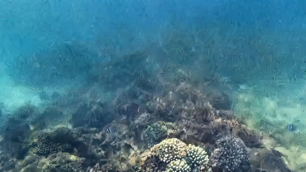 STT Migas Balikpapan berkolaborasi melestarikan terumbu karang Pulau Gusung untuk menjaga potensi wisata dan lingkungan PPU. (Sumber: YouTube Balikpapan TV
