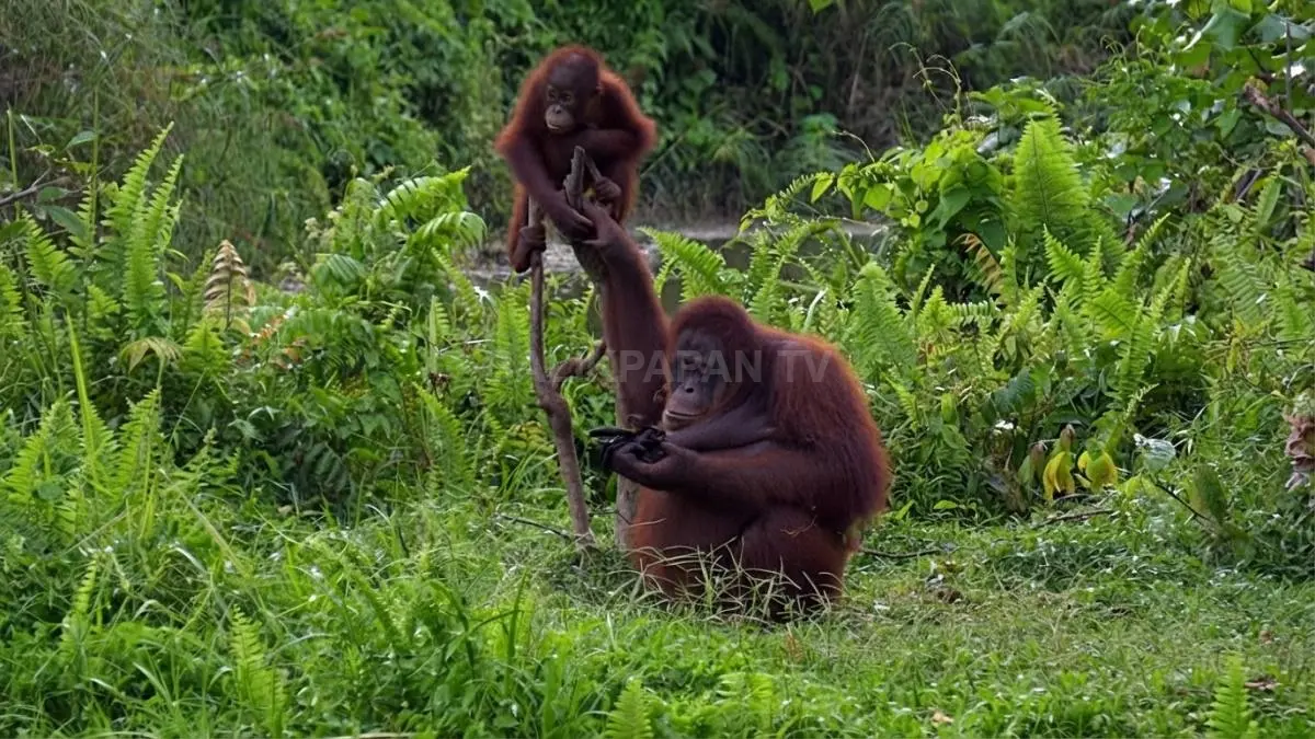 Kawasan perlindungan beruang madu di Samboja Lodge yang mendukung pelestarian satwa liar. (BTV/AI)