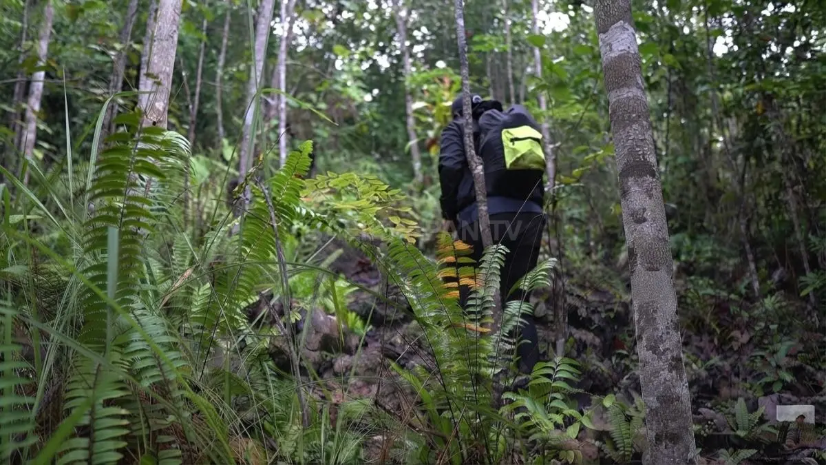 Perjalanan menembus hutan lebat menjadi bagian eksplorasi kawasan Karst Sangkulirang-Mangkalihat Kalimantan Timur.