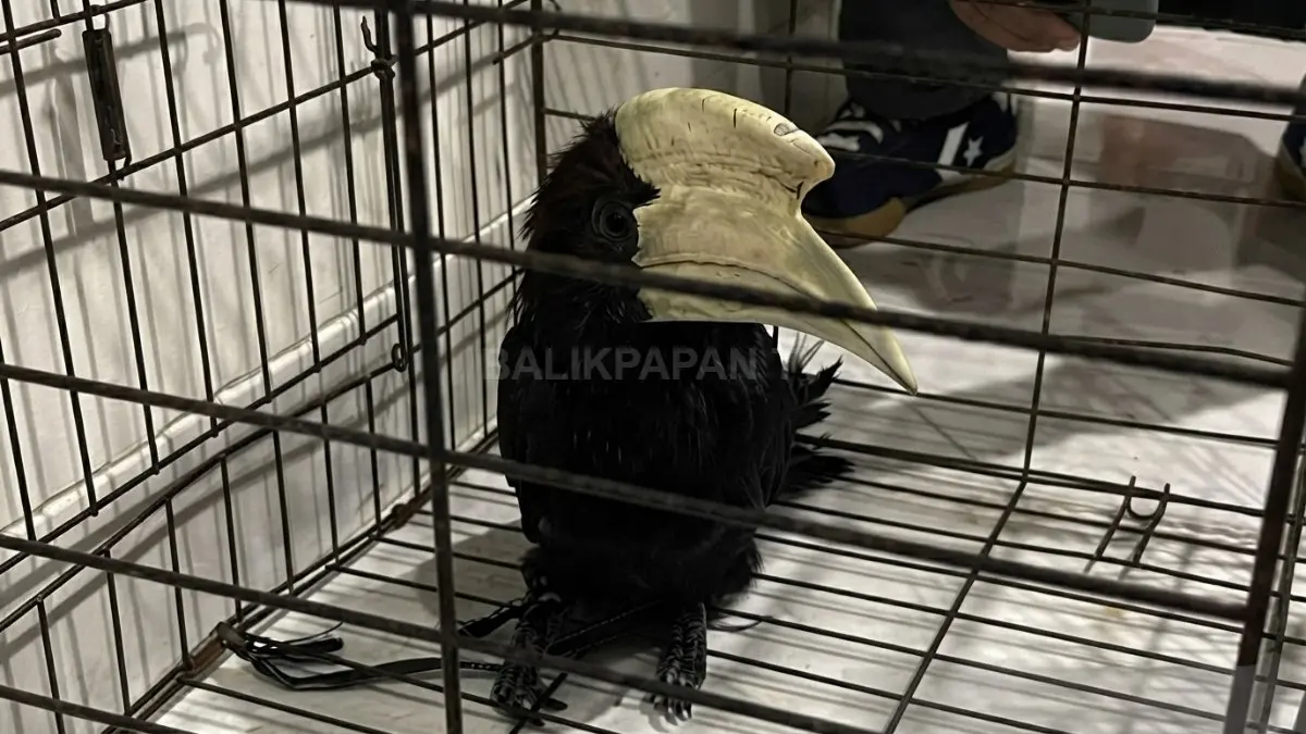 BKSDA Kaltim mengevakuasi kangkareng hitam yang ditemukan di permukiman warga Tanjung Redeb, Berau.
