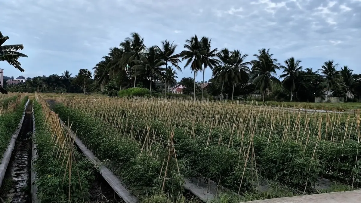 El Nino kuat mengancam musim tanam PPU, pemerintah menyiapkan pompanisasi dan penyesuaian jadwal tanam. (Sumber: YouTube Balikpapan TV)