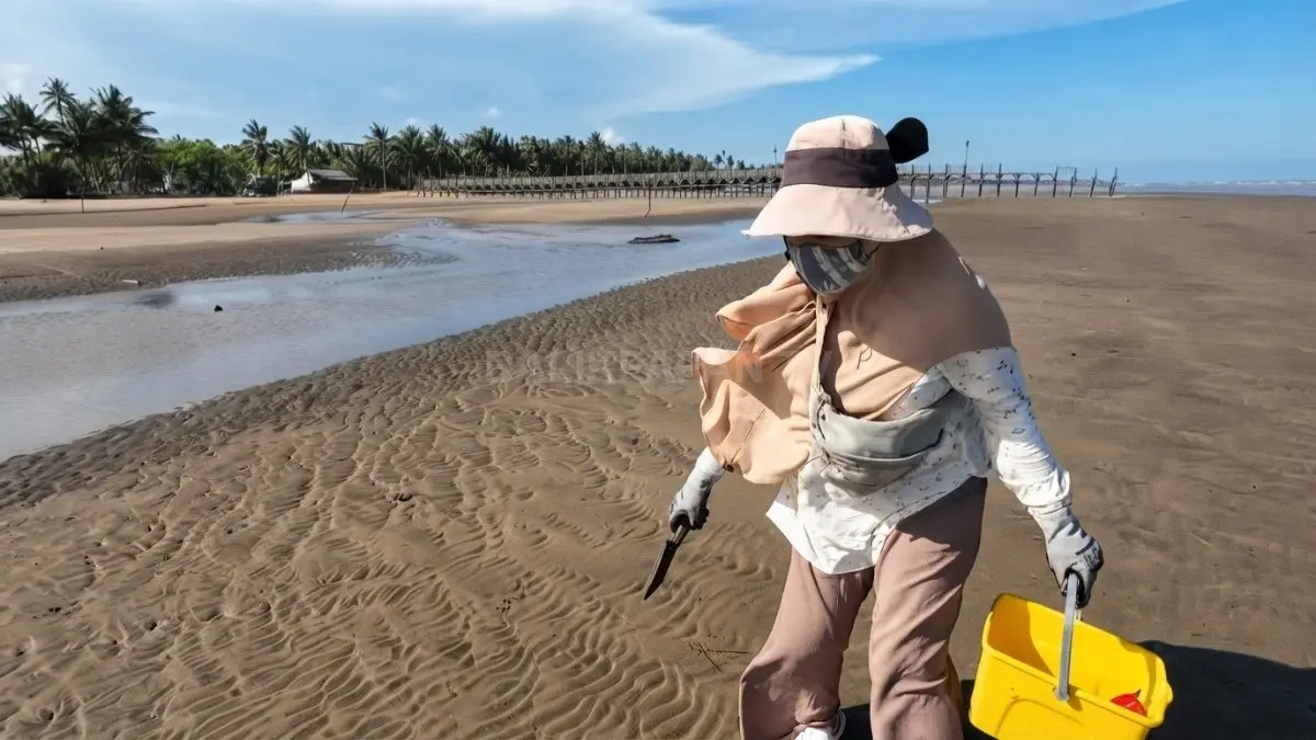 Pengunjung menyusuri pasir basah Tanjung Jumlai untuk menemukan kerang bambu yang tersembunyi.