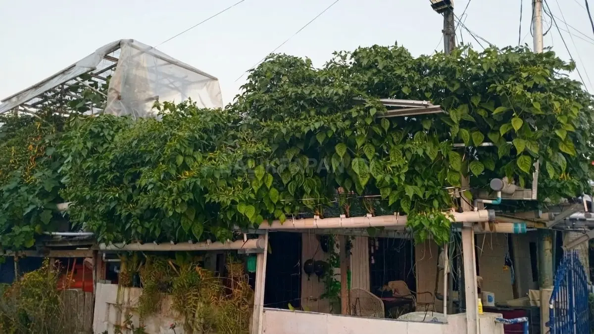 Urban farming rumahan dengan tanaman rimbun dan instalasi sederhana memanfaatkan ruang terbatas di lingkungan rumah.
