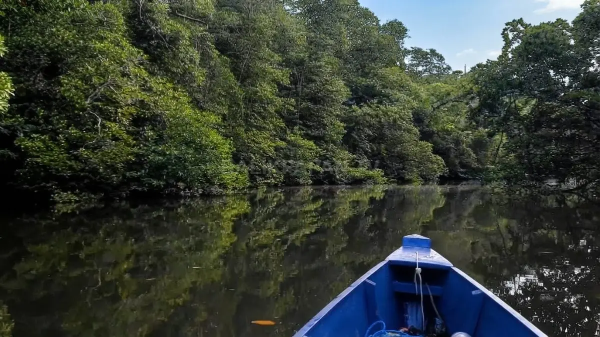 Hutan mangrove Desa Janju membentang di sepanjang perairan dengan pepohonan hijau menghiasi kawasan pesisir Paser.