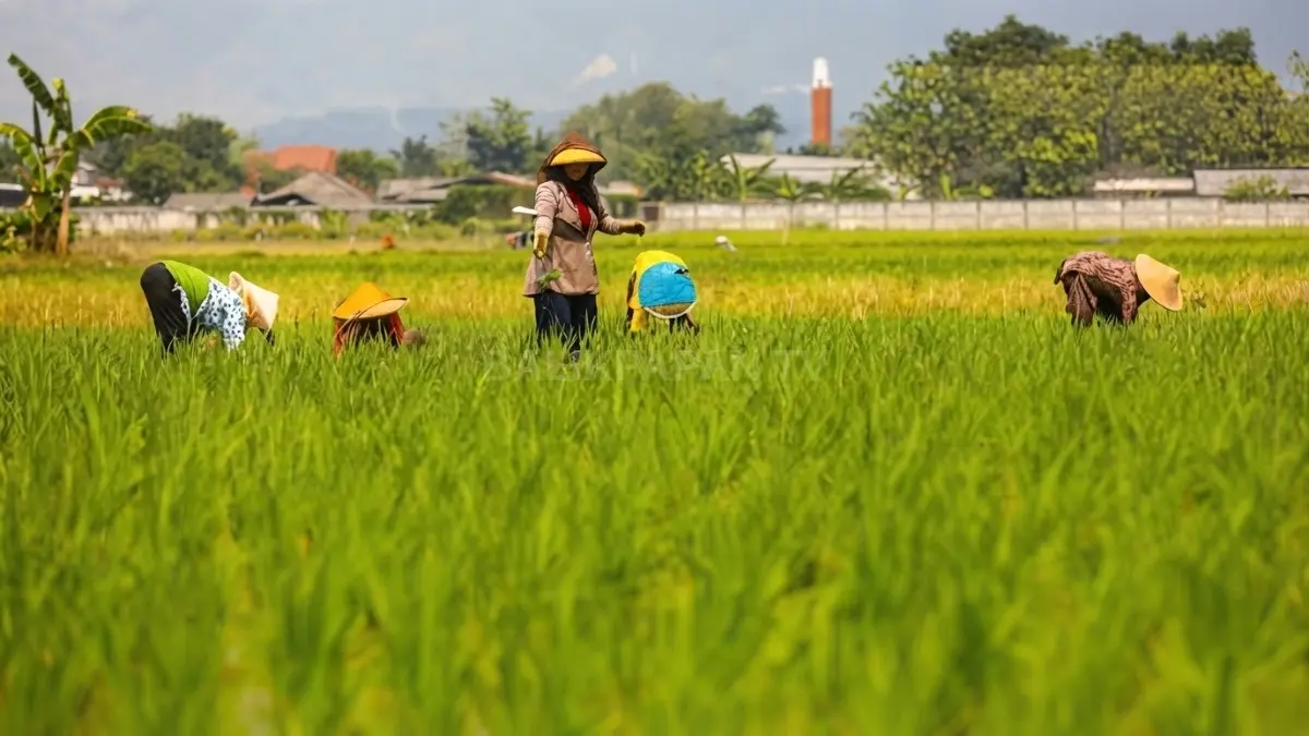 Sawah produktif Banten dan Bali terdesak pembangunan industri, perumahan, vila, dan pariwisata yang mengancam ketahanan pangan 