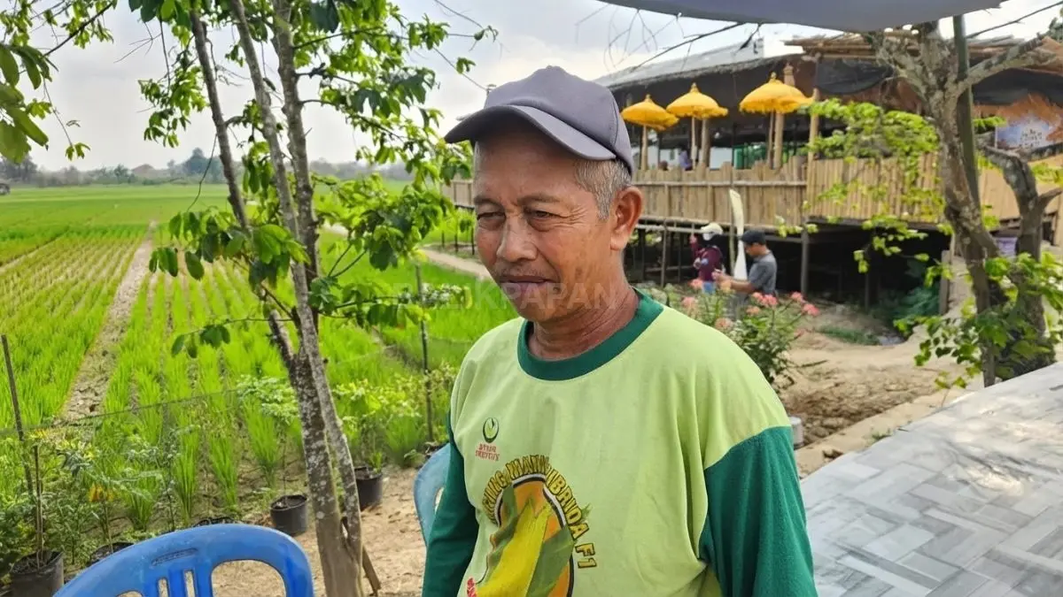 ILUSTRASI Sawah milik Arlan di Betapus, Lempake, Samarinda Utara, mengalami kekeringan hingga seperempat hektare terdampak. (DOK. HAFIZ/KALTIM POST)