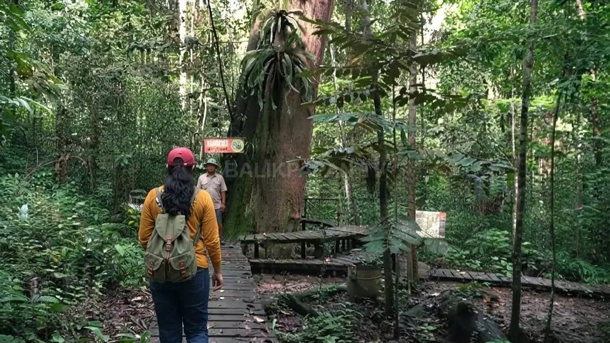 Pohon ulin raksasa Sangkima berdiri kokoh di tengah hutan Taman Nasional Kutai, Kutai Timur.