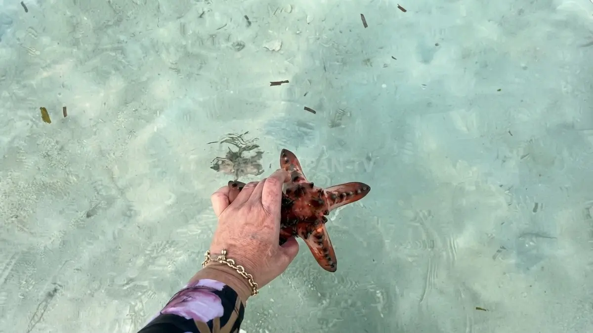 Bintang laut terlihat di perairan dangkal Pulau Segajah saat air laut sedang surut.