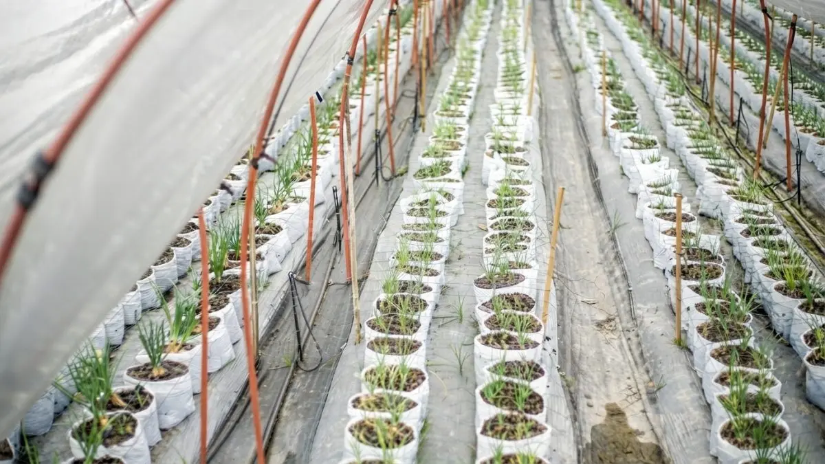 grow bag/polybag
