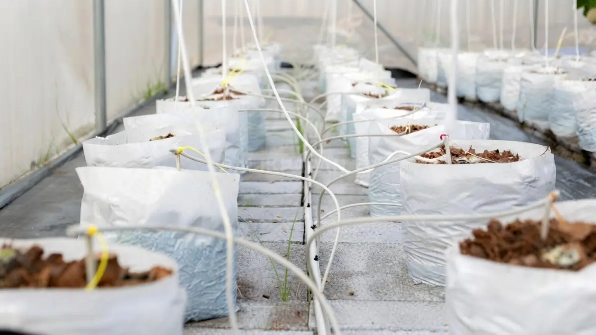 Tanaman bawang merah tumbuh dalam grow bag berisi campuran cocopeat dan arang sekam, dilengkapi selang irigasi tetes yang terhubung ke tangki AB Mix
