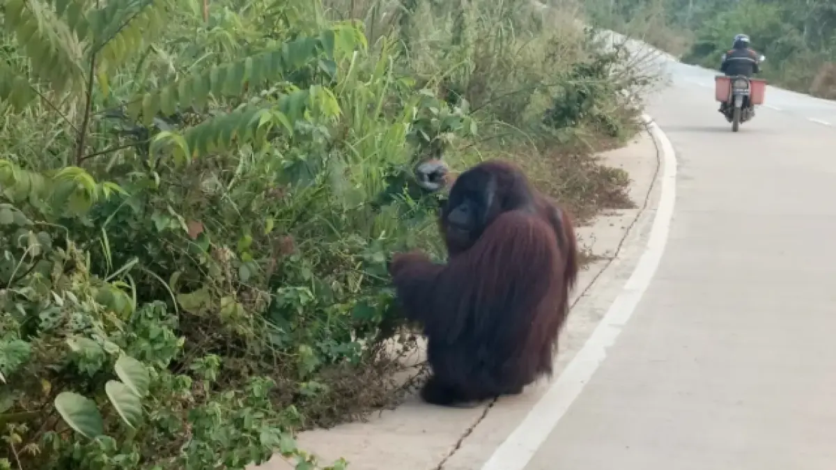 Orangutan muncul di Jalan Poros Rantau Pulung-Sangatta, pengendara khawatir satwa tertabrak kendaraan melintas. (FOTO JUFRIADI/KP)