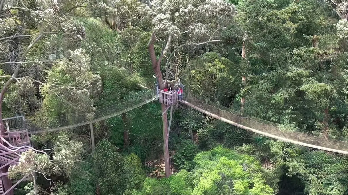 Menara dan jembatan tajuk Bukit Bangkirai yang menghubungkan pepohonan Bangkirai di kawasan Samboja.