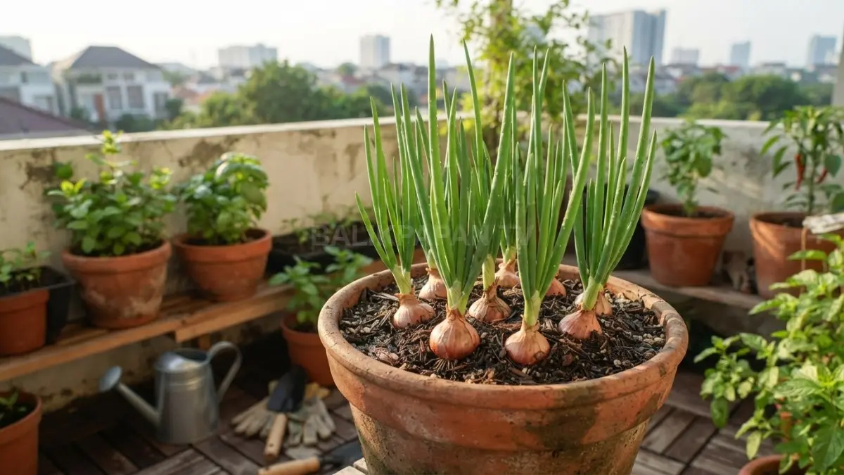Bawang merah yang masih sehat dapat ditanam kembali dari umbi, dengan cahaya dan drainase yang mendukung pertumbuhan.(BTV/AI)