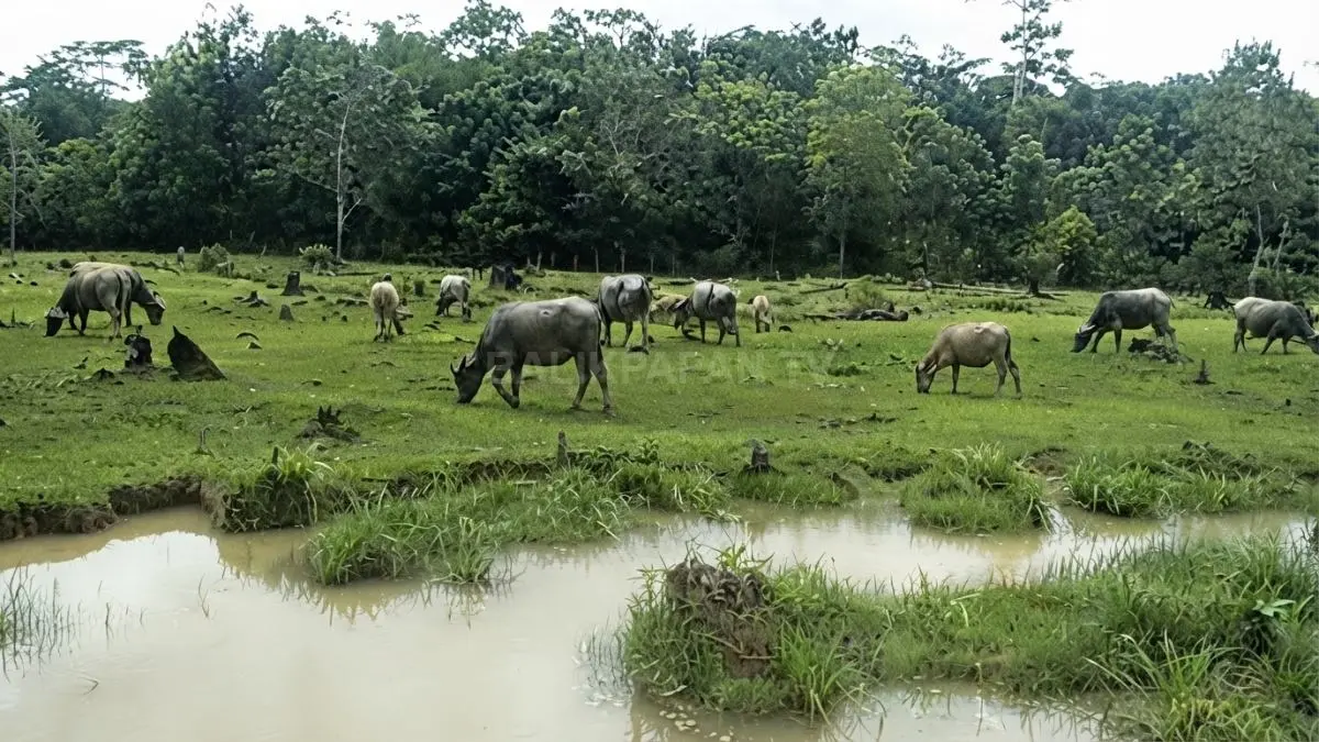 Kerbau menjadi daya tarik khas Bukit Kebo Balikpapan di tengah lanskap padang rumput hijau terbuka.