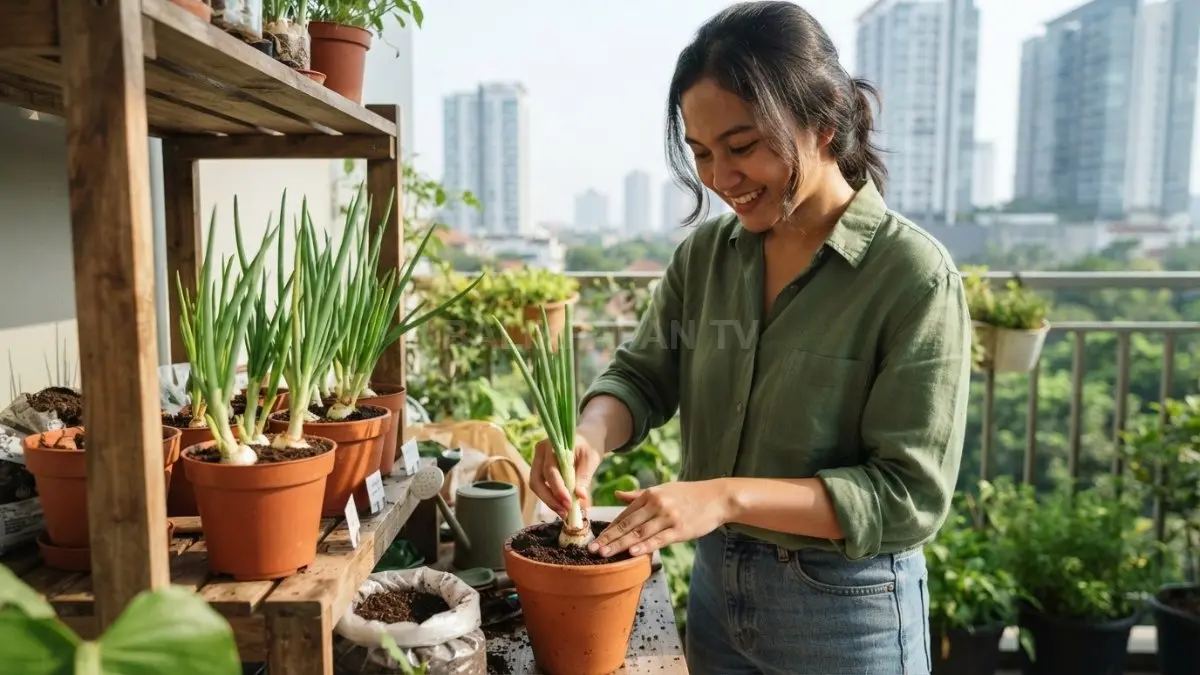 Pangkal daun bawang yang masih sehat dapat ditumbuhkan kembali untuk menghasilkan daun baru di kebun mini rumah. (BTV/AI)