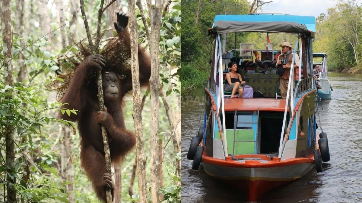Klotok menyusuri Sungai Sekonyer menuju hutan Tanjung Puting, habitat orangutan liar Kalimantan Tengah. (BTV/AI)