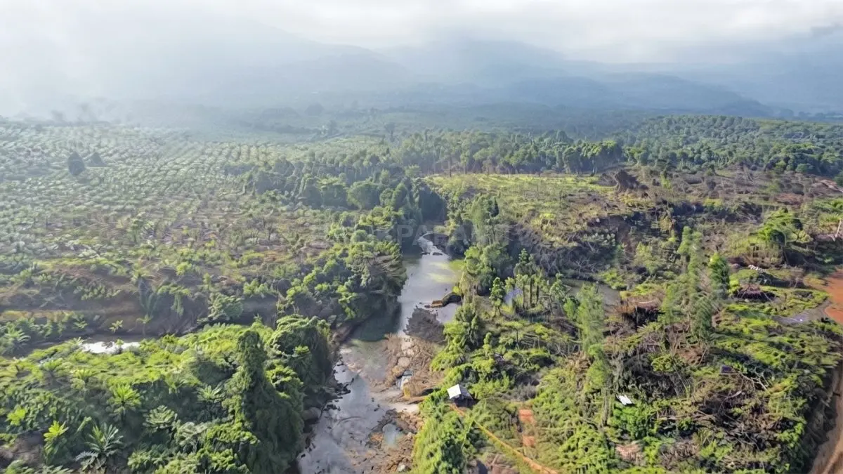 Pemandangan lanskap aliran Sungai Batu Buaya yang dikelilingi pepohonan hijau asri dari kejauhan. (BTV/Ai)