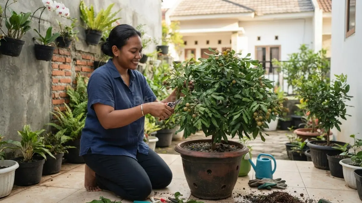 Pohon lengkeng muda dengan tajuk sehat dan beberapa buah yang tumbuh di dalam pot besar pada teras rumah tropis.