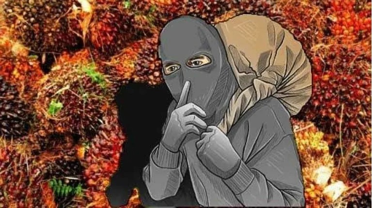 Ilustrasi pencurian buah sawit