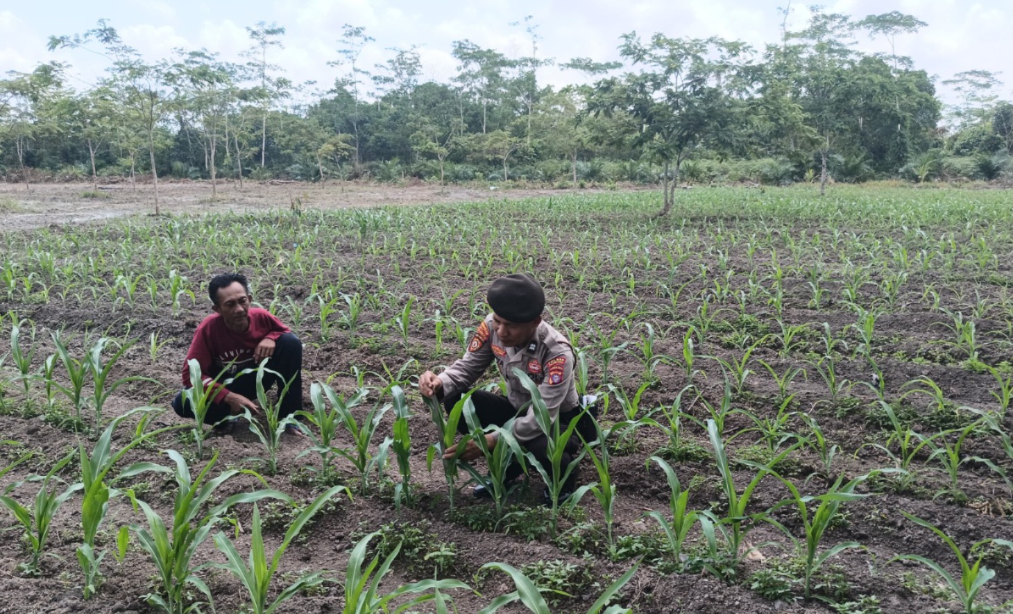 TINJAU: Personel Polsek Kahayan Hilir menyambangi lahan milik warga di Kelurahan Bereng. HUMAS