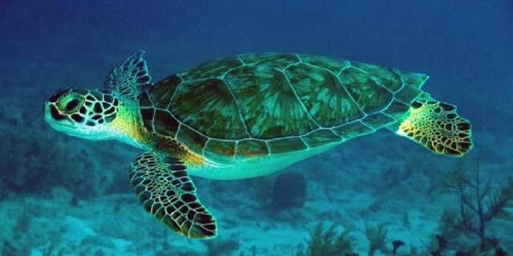 Penyu Hijau Pulau Derawan