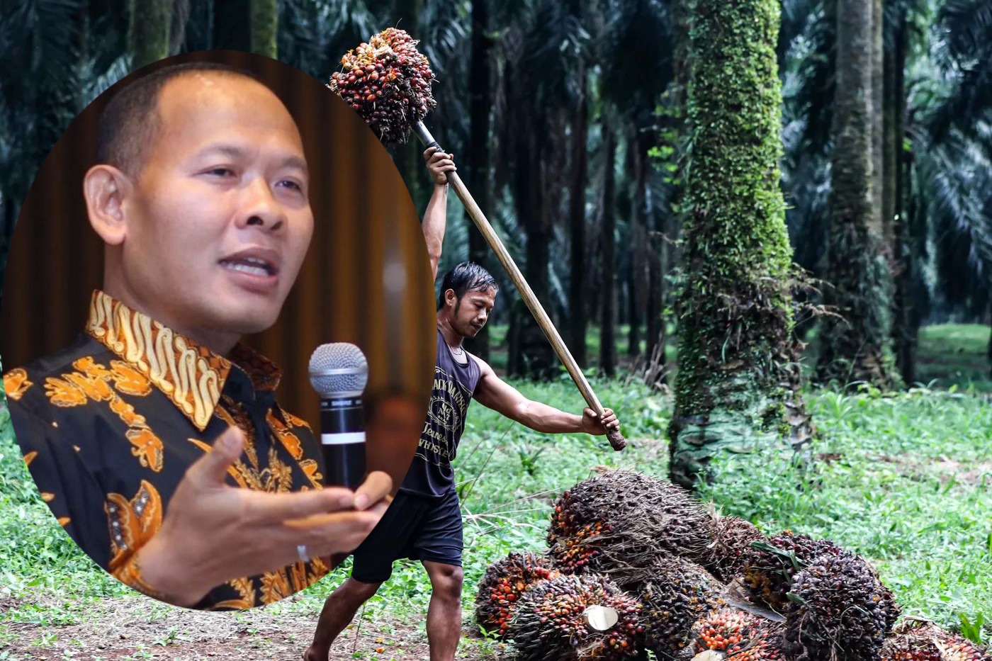 Pakar hukum kehutanan Dr. Sadino menyoroti sawit hasil sitaan. SALMAN TOYIBI/JAWA POS