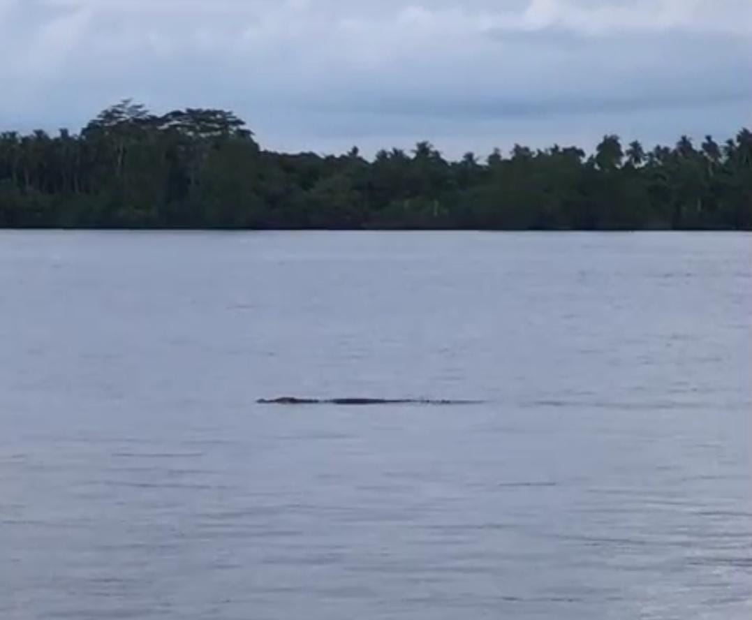 Buaya muncul di perairan Samuda, Kotim.