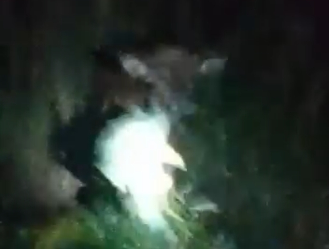 Sapi masuk kebun warga