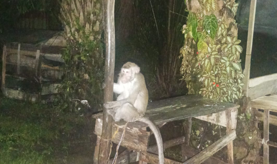 Monyet di permukiman