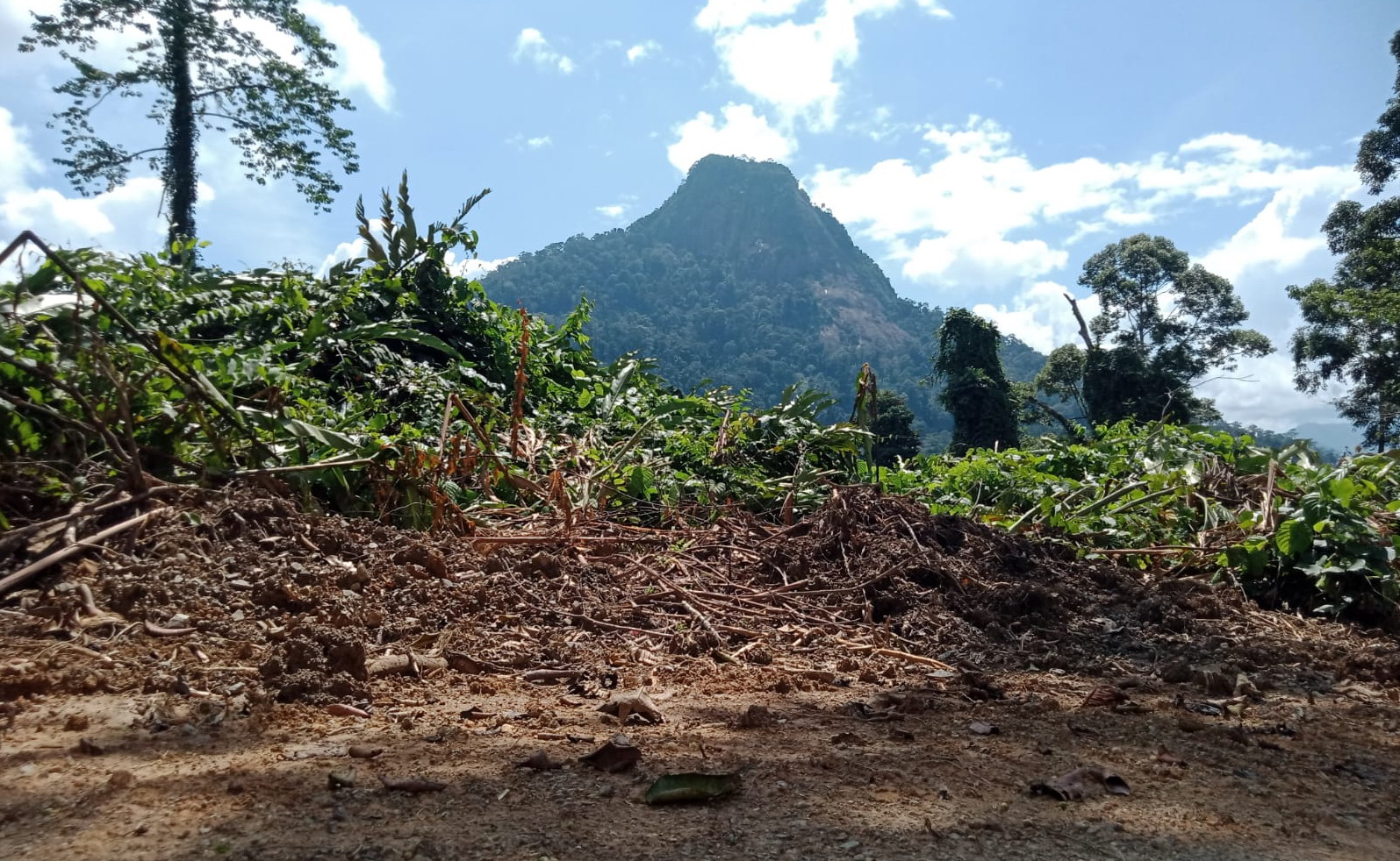 Kawasan hutan adat di Kecamatan Miri Manasa terancam aktivitas tambang ilegal. SEPANYA/KALTENG POS